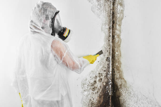 Best Commercial Mold Removal  in California, MO