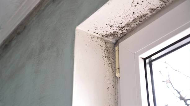 Best Office Mold Removal Services  in California, MO