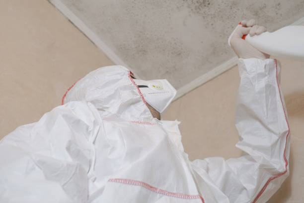 Best Residential Mold Removal  in California, MO