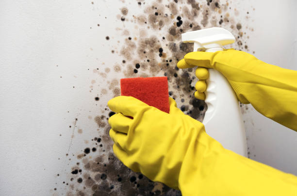 Best Attic Mold Removal  in California, MO