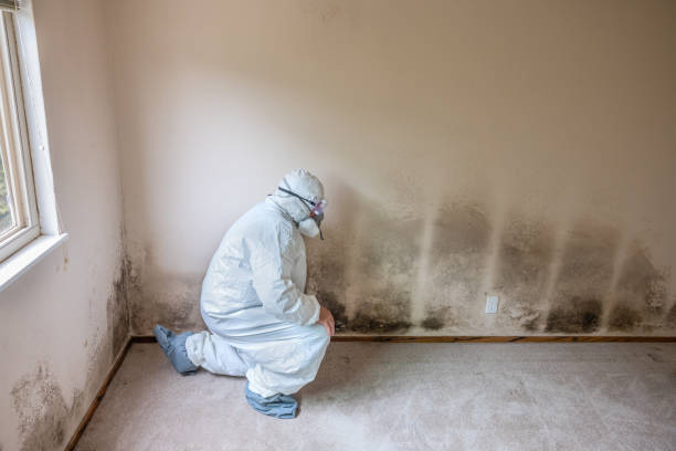 Best Commercial Mold Removal  in California, MO
