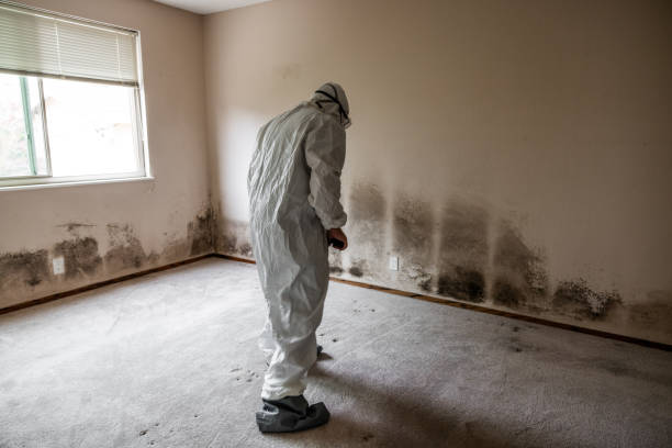 Best Mold Cleaning Services  in California, MO