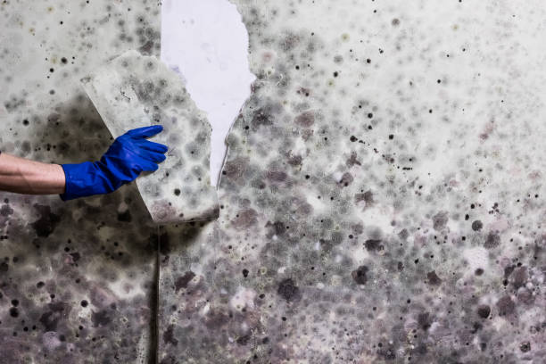 Best Mold Testing  in California, MO