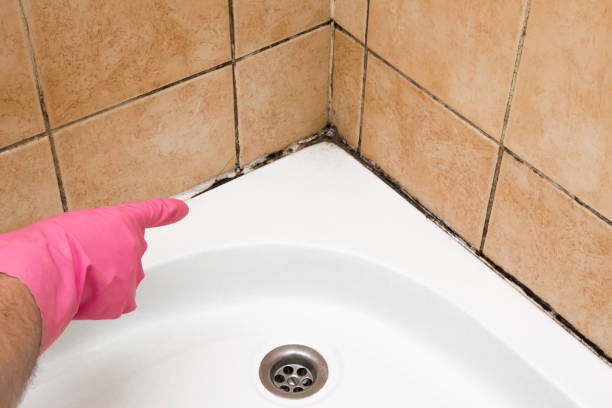 California, MO Mold Removal Company